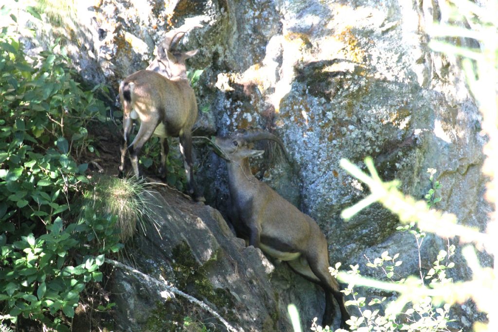 Capra ibex (AO)